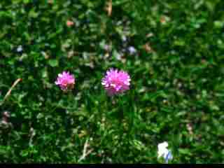 cibiana-fiore