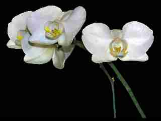 orchidea_04