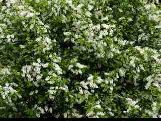 fiori-bianchi
