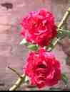 rose-rosse